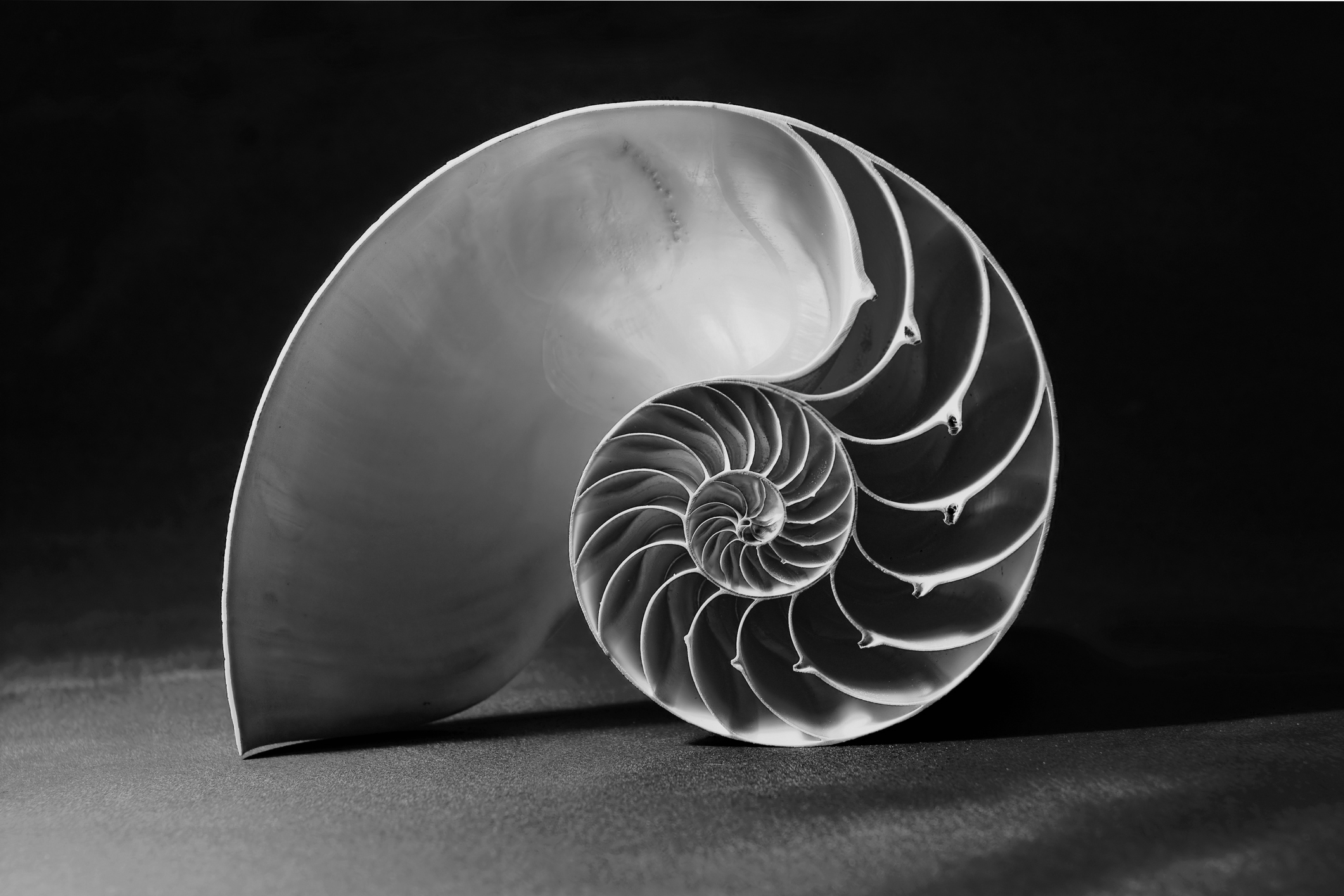 Black and white nautilus shell with geometric pattern